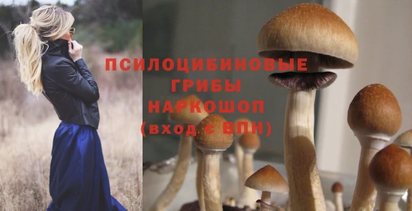 гашик Богданович