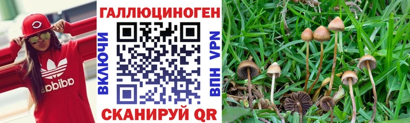 цена наркотик  это формула  Галлюциногенные грибы GOLDEN TEACHER  Котельники 